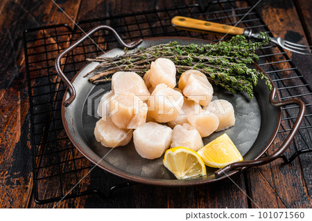 Raw scallops in a steel tray with herbs. Wooden background. Top view 101071560