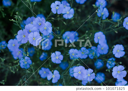 Beautiful blue flax flowers in summer on a garden bed 101071825
