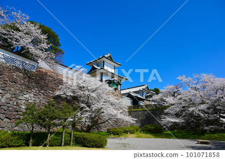 Ishikawamon Suntokoen Cherry Blossoms in Full Bloom Kanazawa City 101071858
