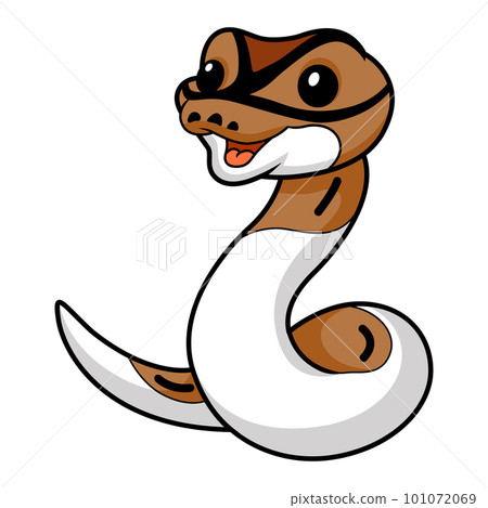 Cute pied ball python cartoon 101072069