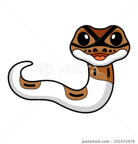 Cute pied ball python cartoon 101072076