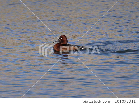 Rare Bird White-eye Male 101072311