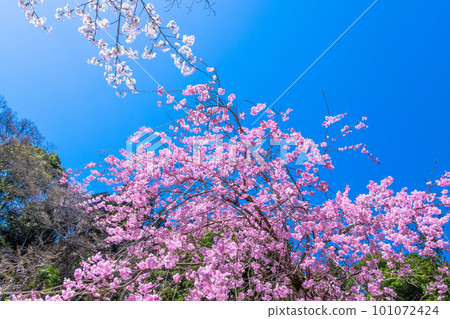在藍天的襯托下盛開的紅色垂枝櫻花 在藍天的襯托下盛開的紅色垂枝櫻花 101072424