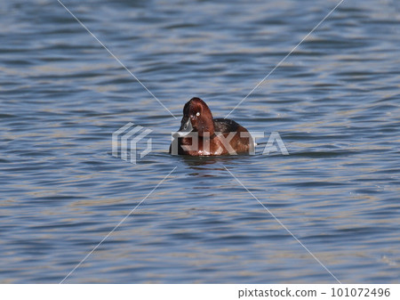 珍稀鳥類白眼鴨公 珍稀鳥類白眼鴨公 101072496
