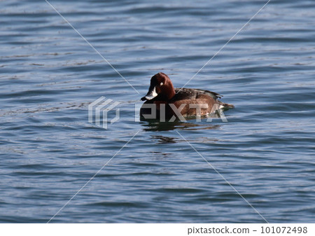 珍稀鳥類白眼公 珍稀鳥類白眼公 101072498