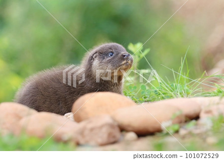 Very cute eurasian otter baby 101072529