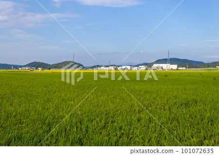 Summer view of rice paddy field. Kanazawa, Japan. 101072635