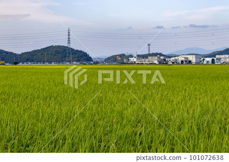 Summer view of rice paddy field. Kanazawa, Japan. 101072638