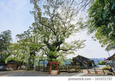 Biggest tree in Japan 101072787