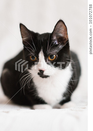 Cute black and white cat looking at the camera in bed 101072788