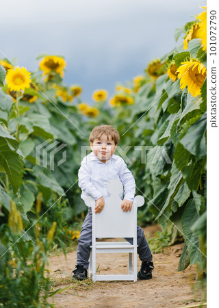 A little boy child is sitting on a high chair in a field of sunflowers in summer 101072790