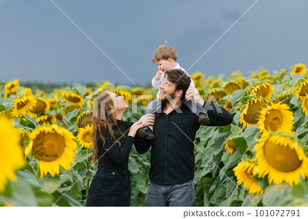 A young mother and father with their young son walking through a field with sunflowers on a summer day 101072791