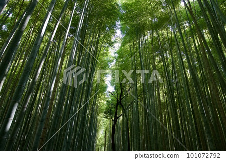 Bamboo forest path (Arashiyama) 101072792