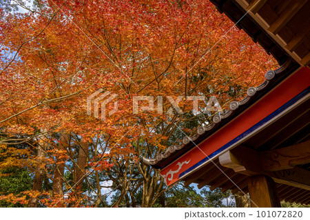 青龍寺不動山紅葉景觀 青龍寺不動山紅葉景觀 101072820