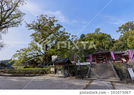 Gamo Hachiman Shrine and Japan's Biggest Tree "Gamou no Daikusu" 101073067