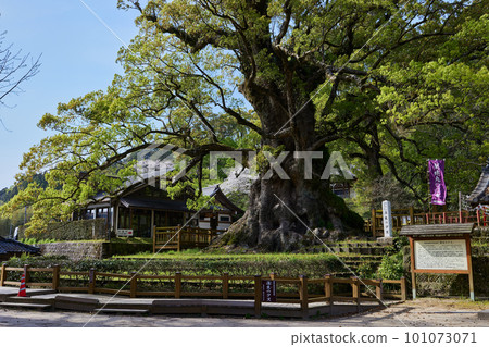 Biggest tree in Japan Biggest tree in Japan 101073071