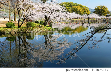 小木公園櫻花盛開 101073117