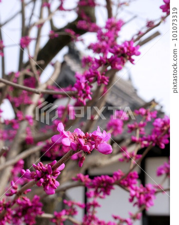 Redbud (Cercis chinensis) flower 101073319
