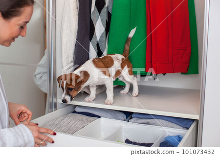 Caucasian young woman with a puppy in her hands puts clothes in the closet. Caucasian young woman with a puppy in her hands puts clothes in the closet. 101073432