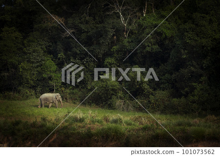 male asia elephant walking alone at khaoyai national park thailand male asia elephant walking alone at khaoyai national park thailand 101073562