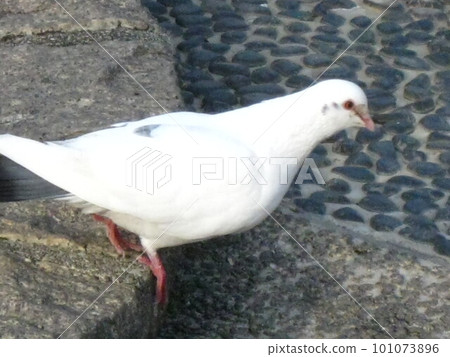 I took a picture of a white pigeon that came to the waterside, probably because I was thirsty. 101073896