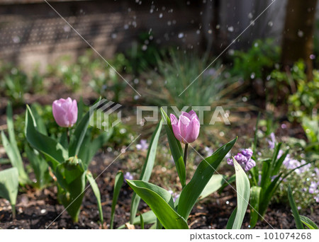 lilac tulips on flowerbed in spray, drops of water on sunny day 101074268