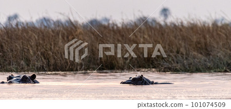 Hippos in the Okavango Delta 101074509