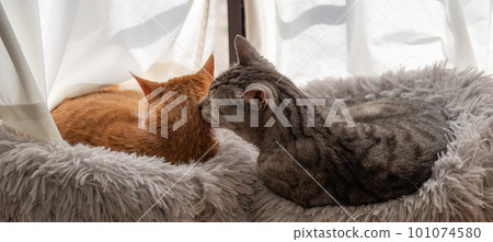 放鬆在窗口的貓 101074580