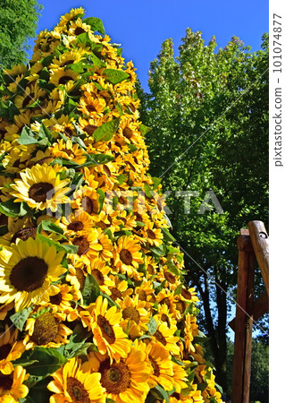 向日葵向日葵色母高原農場 101074877