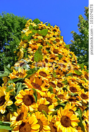 Sunflower Sunflower Sunflower Sera Kogen Farm 101074878