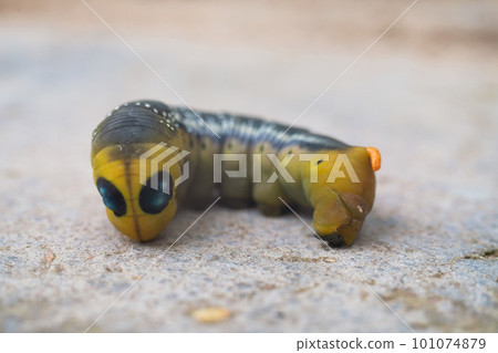 Oleander hawk moth caterpillar Daphnis nerii from European forests and woodlands. 101074879