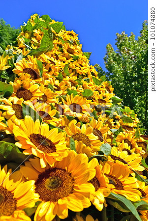 向日葵向日葵色母高原農場 101074880
