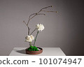 Flower arrangement of white carnation, rose 101074947