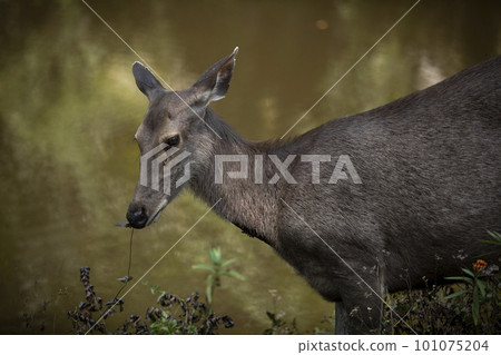female sambar deer in khaoyai national park thailand female sambar deer in khaoyai national park thailand 101075204