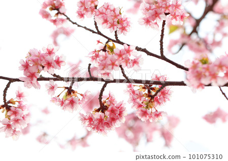 Kawazu Sakura (Kamitski) Kawazu Sakura (Kamitski) 101075310