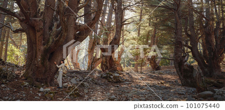 woman enjoys nature, beautiful forest in mountains 101075440