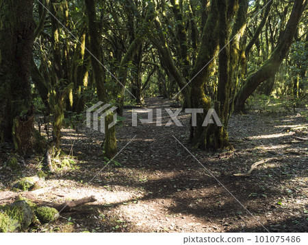 Lush evergreen cloud laurisilva forest with mossy trees at the Garajonay National Park, La Gomera, Canary Islands, Spain. Mysterious fairytale magical nature scenery. UNESCO World Heritage Site. 101075486