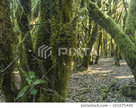 Lush evergreen cloud laurisilva forest with mossy trees at the Garajonay National Park, La Gomera, Canary Islands, Spain. Mysterious fairytale magical nature scenery. UNESCO World Heritage Site. 101075488