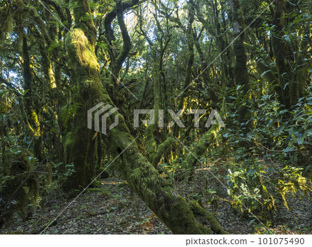 Lush evergreen cloud laurisilva forest with mossy trees at the Garajonay National Park, La Gomera, Canary Islands, Spain. Mysterious fairytale magical nature scenery. UNESCO World Heritage Site. Lush evergreen cloud laurisilva forest with mossy trees at the Garajonay National Park, La Gomera, Canary Islands, Spain. Mysterious fairytale magical nature scenery. UNESCO World Heritage Site. 101075490