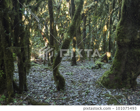 Lush evergreen cloud laurisilva forest with mossy trees at the Garajonay National Park, La Gomera, Canary Islands, Spain. Mysterious fairytale magical nature scenery. UNESCO World Heritage Site. Lush evergreen cloud laurisilva forest with mossy trees at the Garajonay National Park, La Gomera, Canary Islands, Spain. Mysterious fairytale magical nature scenery. UNESCO World Heritage Site. 101075493