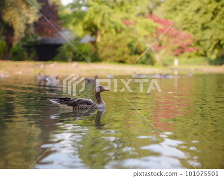 ducks on pond in Englischer Garten park, Munich 101075501