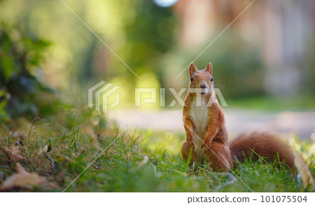 squirrel in a park in Munich squirrel in a park in Munich 101075504