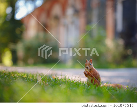 squirrel in a park in Munich 101075515