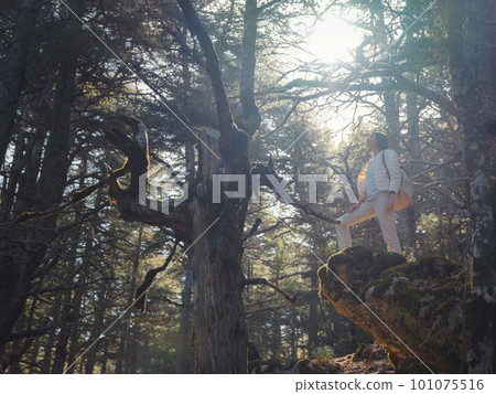 woman enjoys nature, beautiful forest in mountains woman enjoys nature, beautiful forest in mountains 101075516