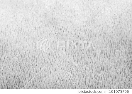 White fluffy fur fabric wool texture background White fluffy fur fabric wool texture background 101075706