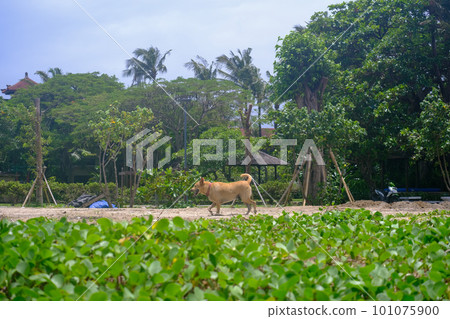 dog walking on beach in bali 101075900