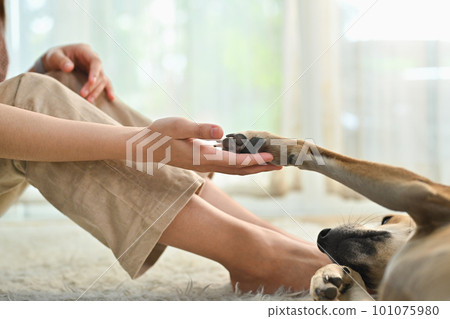 Loving young woman holding dogs legs in hands. Human friendship and relations, Best friend forever Loving young woman holding dogs legs in hands. Human friendship and relations, Best friend forever 101075980