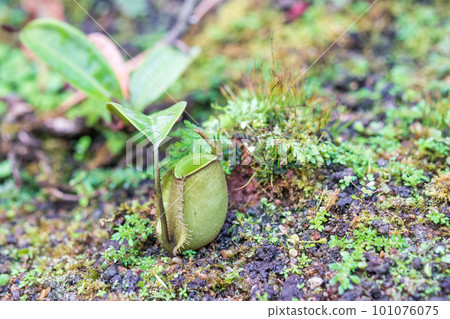 Carnivorous pitcher plants or monkey cups in the garden 101076075