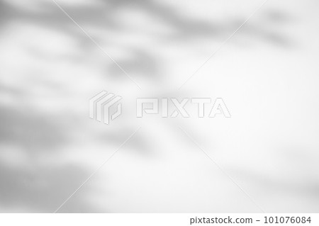 Abstract natural tree leaves shadow on white wall background 101076084