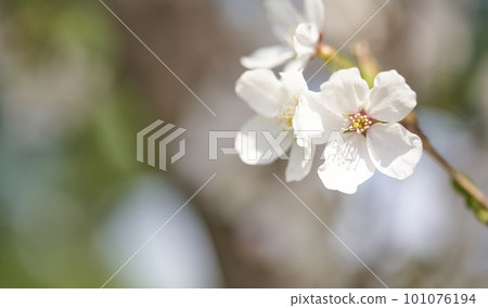 spring seasonal mood with cherry blossom and white bokeh spring seasonal mood with cherry blossom and white bokeh 101076194